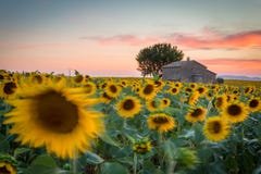 Провансаль, Франция, плато Valensole с сельским домом и солнцецветами стоковая фотография Провансаль, Франция, плато Valensole с сельским домом и солнцецветами стоковая фотография