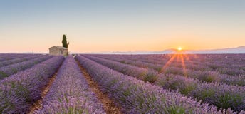 Провансаль, Франция, плато Valensole с фиолетовым полем лаванды стоковые изображения rf Провансаль, Франция, плато Valensole с фиолетовым полем лаванды стоковые изображения rf