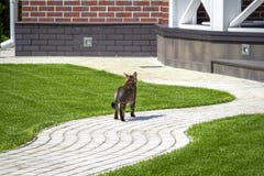 Прогулки кота вокруг двора стоковые фотографии rf Прогулки кота вокруг двора стоковые фотографии rf