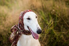 Профилируйте портрет шикарной русской собаки borzoi в шарфе russe Ла на ее голове в поле стоковая фотография rf Профилируйте портрет шикарной русской собаки borzoi в шарфе russe Ла на ее голове в поле стоковая фотография rf