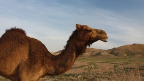 Профиль аравийского верблюда стоковая фотография rf Профиль аравийского верблюда стоковая фотография rf