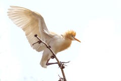 Птица Egret сидя на бамбуковыми предпосылке дерева изолированной кустами белой стоковое фото Птица Egret сидя на бамбуковыми предпосылке дерева изолированной кустами белой стоковое фото