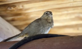 Птица Towhee каньона, колоссальный парк горы пещеры, Аризона стоковая фотография Птица Towhee каньона, колоссальный парк горы пещеры, Аризона стоковая фотография