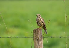 Птица viscivorus Turdus молочницы Mistle стоковые фотографии rf Птица viscivorus Turdus молочницы Mistle стоковые фотографии rf