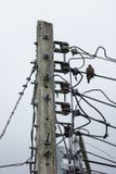 Птица и линия и электричество Eletricity столб Стоковые Изображения RF Птица и линия и электричество Eletricity столб Стоковые Изображения RF
