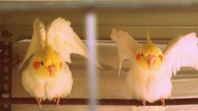 Птица пробуя лететь стоковое фото Птица пробуя лететь стоковое фото