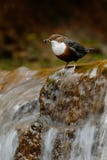 Птица с водопадом Бело-throated ковш, cinclus Cinclus, водолаз воды, коричневая птица с белым горлом в реке, водопаде в стоковое фото Птица с водопадом Бело-throated ковш, cinclus Cinclus, водолаз воды, коричневая птица с белым горлом в реке, водопаде в стоковое фото