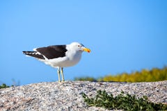 Птица чайки черно-белая с желтым и красным клювом на камне на ярком конце предпосылки голубого неба вверх стоковые фотографии rf Птица чайки черно-белая с желтым и красным клювом на камне на ярком конце предпосылки голубого неба вверх стоковые фотографии rf