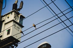Птицы не самостоятельно стоковые изображения rf Птицы не самостоятельно стоковые изображения rf
