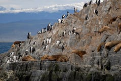 птицы ослабляя морсых львев моря стоковые фотографии rf птицы ослабляя морсых львев моря стоковые фотографии rf