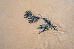 Пузырь разрушает морскую водоросль на влажном песке, Кенте стоковая фотография rf Пузырь разрушает морскую водоросль на влажном песке, Кенте стоковая фотография rf