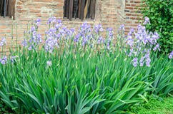 Пук mauve фиолетовой радужки цветет, зеленый сад стержня, конец вверх стоковая фотография Пук mauve фиолетовой радужки цветет, зеленый сад стержня, конец вверх стоковая фотография