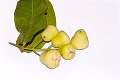 Пук плода свежего и сладкого индийского белого яблока samarangense или Ява Syzygium или яблока воска на белой изолированной предп стоковое фото rf Пук плода свежего и сладкого индийского белого яблока samarangense или Ява Syzygium или яблока воска на белой изолированной предп стоковое фото rf
