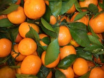 пук свежих зрелых tangerines с зелеными листьями стоковые изображения пук свежих зрелых tangerines с зелеными листьями стоковые изображения
