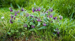 Пурпур цветя заводы общего comfrey от конца Стоковое фото RF Пурпур цветя заводы общего comfrey от конца Стоковое фото RF