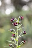Пурпурные wildflowers на одиночном черенок Фокус в центре Нерезкость вокруг краев Мягкая предпосылка стоковые фотографии rf Пурпурные wildflowers на одиночном черенок Фокус в центре Нерезкость вокруг краев Мягкая предпосылка стоковые фотографии rf