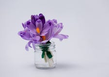 Пурпурные покрытые снег snowdrops в весе Печенья пряника 8-ое марта стоковые изображения rf Пурпурные покрытые снег snowdrops в весе Печенья пряника 8-ое марта стоковые изображения rf