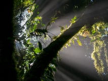 Путешествие Trekkin в Monteverde стоковые фотографии rf Путешествие Trekkin в Monteverde стоковые фотографии rf