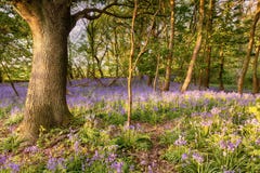 Путь Bluebell глубоко в лесе Стоковое фото RF Путь Bluebell глубоко в лесе Стоковое фото RF