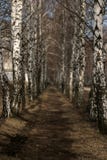 Путь в роще березы стоковые фото Путь в роще березы стоковые фото