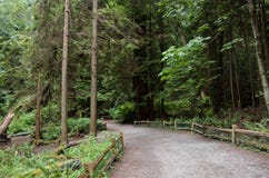 Путь гравия с деревянным обнесет забором плотный вечнозеленый coniferous лес стоковые фото Путь гравия с деревянным обнесет забором плотный вечнозеленый coniferous лес стоковые фото