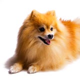 Пушистое золотое сделанное на хорошо поступаемой мужской собаке щенка Pomeranian стоковая фотография Пушистое золотое сделанное на хорошо поступаемой мужской собаке щенка Pomeranian стоковая фотография