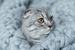 Пушистый кот створки scottish лежа на одеяле шерстей в спальне Стоковое Фото Пушистый кот створки scottish лежа на одеяле шерстей в спальне Стоковое Фото
