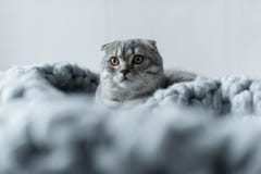 Пушистый кот створки scottish лежа на одеяле шерстей в спальне Стоковое Изображение Пушистый кот створки scottish лежа на одеяле шерстей в спальне Стоковое Изображение