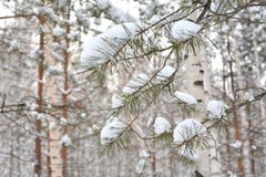 разветвляет снежок сосенки зима белизны снежинок предпосылки голубая стоковая фотография rf разветвляет снежок сосенки зима белизны снежинок предпосылки голубая стоковая фотография rf