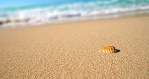 раковина моря пляжа тропическая раковина моря пляжа тропическая