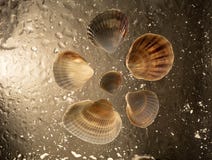 Раковины моря Брауна и в падениях воды стоковая фотография Раковины моря Брауна и в падениях воды стоковая фотография