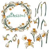 Рамка вектора флористическая с daffodils бесплатная иллюстрация Рамка вектора флористическая с daffodils бесплатная иллюстрация