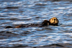Расслабленная морская выдра Стоковые Фото Расслабленная морская выдра Стоковые Фото