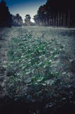 Рассвет раннего утра в glade леса среди высоких деревьев Солнце все еще упало на деревья и траву Темная ая-зелен предпосылка Стоц стоковые фотографии rf Рассвет раннего утра в glade леса среди высоких деревьев Солнце все еще упало на деревья и траву Темная ая-зелен предпосылка Стоц стоковые фотографии rf