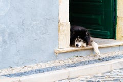 Расслабленная собака кладя на открыть дверь для siesta стоковая фотография rf Расслабленная собака кладя на открыть дверь для siesta стоковая фотография rf