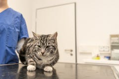 Рассматривают кот в ветеринарной практике ветеринаром стоковая фотография Рассматривают кот в ветеринарной практике ветеринаром стоковая фотография