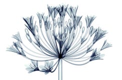 Рентгенизируйте изображение цветка изолированного на белизне, Agapanthus колокола бесплатная иллюстрация Рентгенизируйте изображение цветка изолированного на белизне, Agapanthus колокола бесплатная иллюстрация