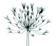 Рентгенизируйте изображение цветка изолированного на белизне, Agapanthus колокола иллюстрация вектора Рентгенизируйте изображение цветка изолированного на белизне, Agapanthus колокола иллюстрация вектора