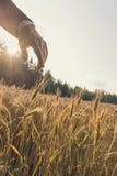 Ретро изображение бизнесмена касаясь зрея уху пшеницы стоковое изображение rf Ретро изображение бизнесмена касаясь зрея уху пшеницы стоковое изображение rf