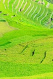 Рис fields на террасном Mu Cang Chai, YenBai, Вьетнама Поля риса подготавливают сбор на северо-западном Вьетнаме стоковые фотографии rf Рис fields на террасном Mu Cang Chai, YenBai, Вьетнама Поля риса подготавливают сбор на северо-западном Вьетнаме стоковые фотографии rf