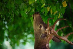 Рогач красных оленей есть от дерева стоковая фотография Рогач красных оленей есть от дерева стоковая фотография
