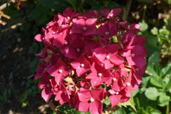 Рододендрон красивой чувствительной весны зацветая красочный в конце-вверх в саде стоковые изображения Рододендрон красивой чувствительной весны зацветая красочный в конце-вверх в саде стоковые изображения