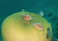 Розовые perideraion Amphiprion clownfish скунса и танцы в щупальцах актинии, Бали damselfish стоковые изображения rf Розовые perideraion Amphiprion clownfish скунса и танцы в щупальцах актинии, Бали damselfish стоковые изображения rf