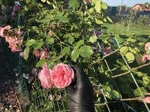 Розовые розы с рукой в черных перчатках стоковая фотография Розовые розы с рукой в черных перчатках стоковая фотография