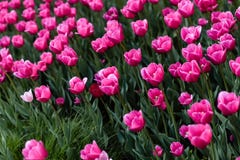Розовые тюльпаны - фото с сериями цветков стоковые фото Розовые тюльпаны - фото с сериями цветков стоковые фото