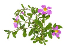 Розовые цветки albidus Rockrose или Cistus стоковые изображения Розовые цветки albidus Rockrose или Cistus стоковые изображения