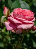 Розовые цветок & вишневые цвета стоковые фотографии rf Розовые цветок & вишневые цвета стоковые фотографии rf