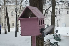 Розовый birdhouse на дереве и парящий голубь рядом с ним стоковые фото Розовый birdhouse на дереве и парящий голубь рядом с ним стоковые фото