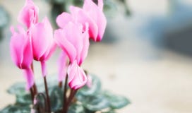 Розовый cyclamen в цветочном горшке на запачканной предпосылке стоковые изображения Розовый cyclamen в цветочном горшке на запачканной предпосылке стоковые изображения