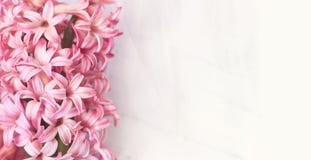 Розовый гиацинт цветет на белой предпосылке, с космосом экземпляра для y стоковая фотография Розовый гиацинт цветет на белой предпосылке, с космосом экземпляра для y стоковая фотография